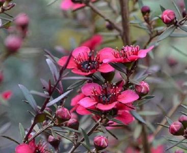 Planta de Manuka-Leptospermum scoparium de vanzare la ghiveci de 2,5 L