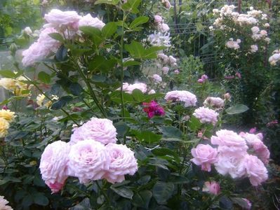 rosenfaszination