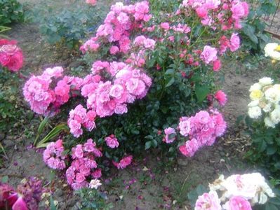 heidetraum