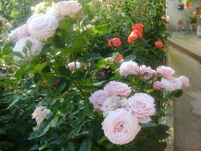 rosenfaszination