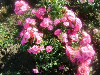 heidetraum