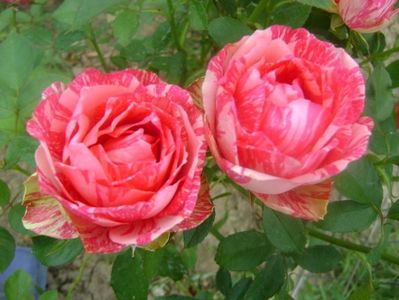 pink intuition