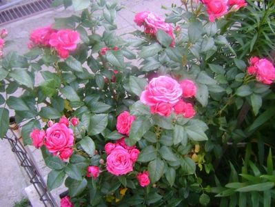 fozy flower