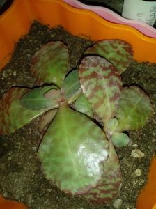 Kalanchoe Humillis