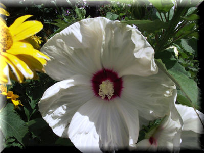 'Old Yellow' Hibiscus x moscheutos
