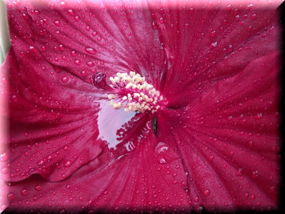 Cranberry Crush