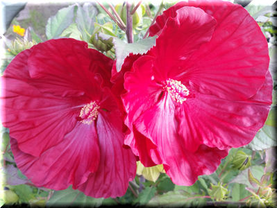 Cranberry Crush