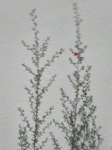 Manuka-Leptospermum scoparium planta la container de 2,5 L