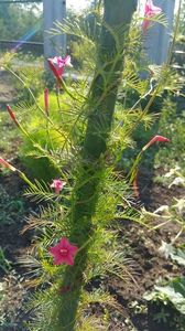 Quamoclit pennata roz in gradina mea