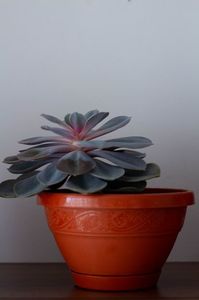 _MG_2315; ECHEVERIA PEARL OF NUREMBERG
