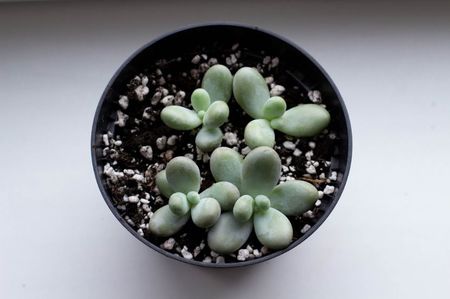 _MG_2319; PACHYPHYTUM OVIFERUM
