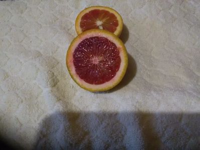 Fructe în curs de maturare Moro violet și tarocco dal muso