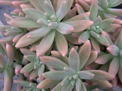 x Graptosedum Vera Higgins 2