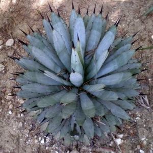 agave macroacantha