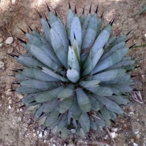 agave macroacantha