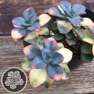 Echeveria_Chroma_4