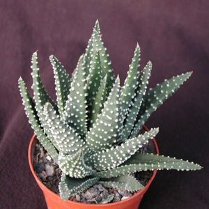 haworthia-margaritifera