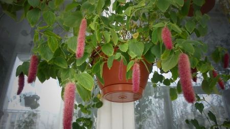 Acalypha,inca frumoasa...