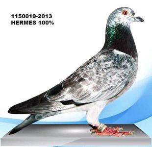 ; 100% R Hermes zburat birzai nat 2015 1370 km loc 85

