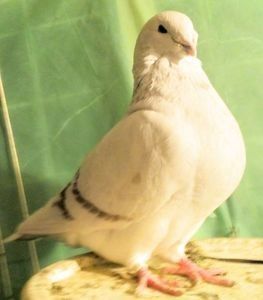 109262317_LCGVFSV