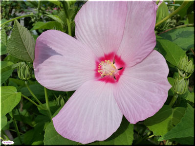 Pink Panther