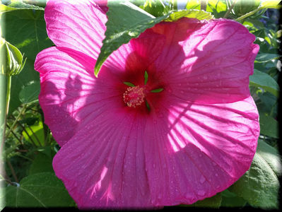 Pink Dream