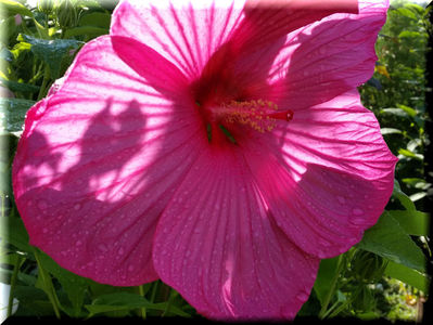 Pink Dream