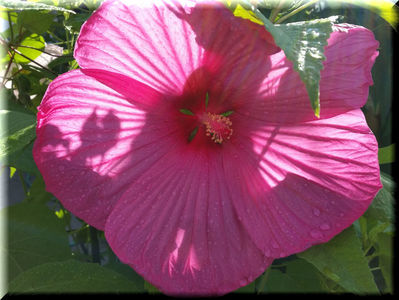 Pink Dream