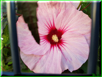 Pink Candy