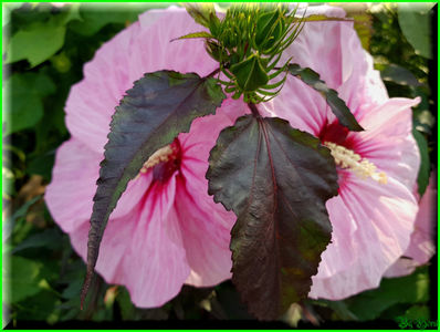 Pink Candy