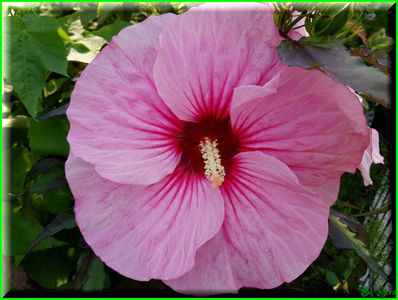 Pink Candy