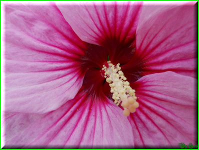 Pink Candy