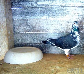 cuca 14; 100 % hermes de la dnl Habaci Calin  jud arad
