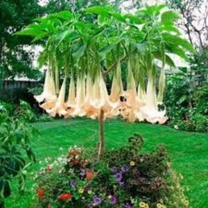 TROMPETA INGERULUI, BRUGMANSIA, DATURA