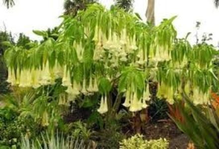 TROMPETA INGERULUI, BRUGMANSIA, DATURA