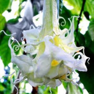 TROMPETA INGERULUI, BRUGMANSIA, DATURA