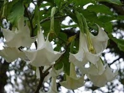 TROMPETA INGERULUI, BRUGMANSIA, DATURA