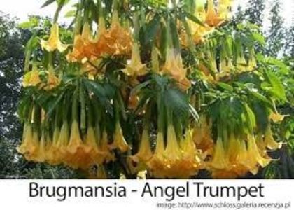 TROMPETA INGERULUI, BRUGMANSIA, DATURA