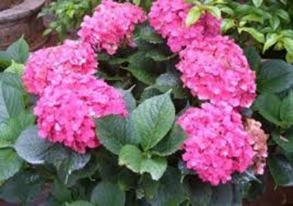 HORTENSIA