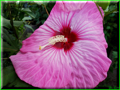 Flamingo; 'Kopper King' x 'Tie Dye'

