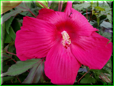 Coeur Blanc; 'Fireball' x 'Sommer Storm'

