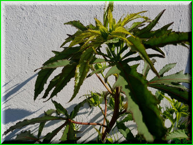 Kiss Me; 'Turn of The Century' x 'Summer Storm'
