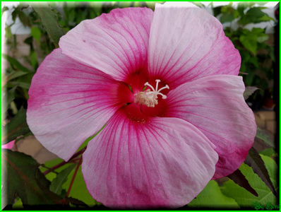 Kiss Me; 'Turn of The Century' x 'Summer Storm'
