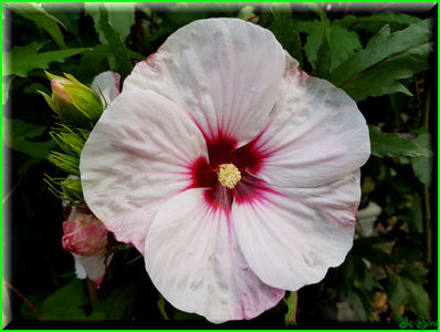 Magnifique été; 'Kopper King' x 'Tie Dye'
