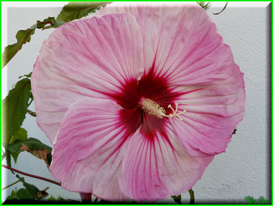Pink Fluff; 'Tie Dye' x 'Tie Dye'
