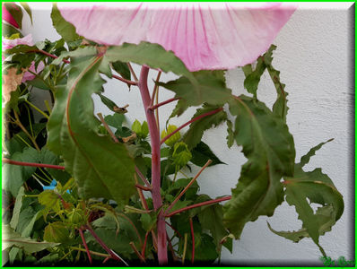 Pink Fluff; 'Tie Dye' x 'Tie Dye'

