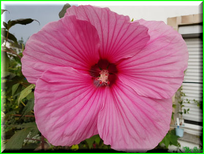 Rosita; 'Royal Gems' x 'Fireball'
