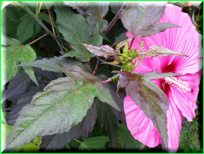 Rosita; 'Royal Gems' x 'Fireball'
