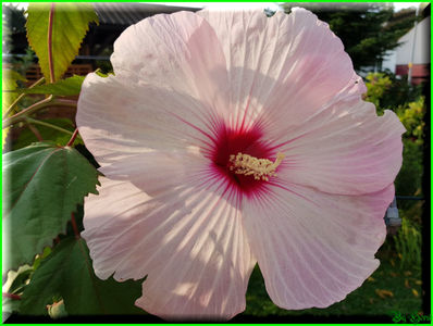 Skyberry ice; 'Velvet Silk' x 'Fireball'
