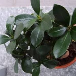 FICUSUL